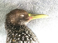 Pardirallus maculatus