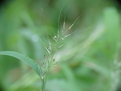 Muhlenbergia frondosa