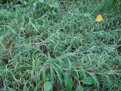 Muhlenbergia frondosa