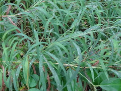 Muhlenbergia frondosa