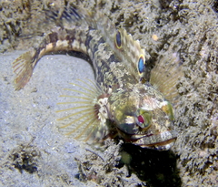 Sarcastic Fringehead photo 3