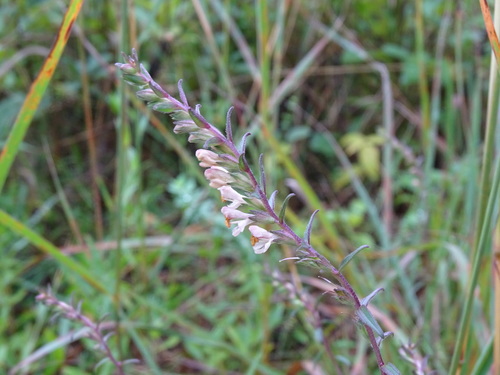 Image of Odontites jaubertianus by no rights reserved