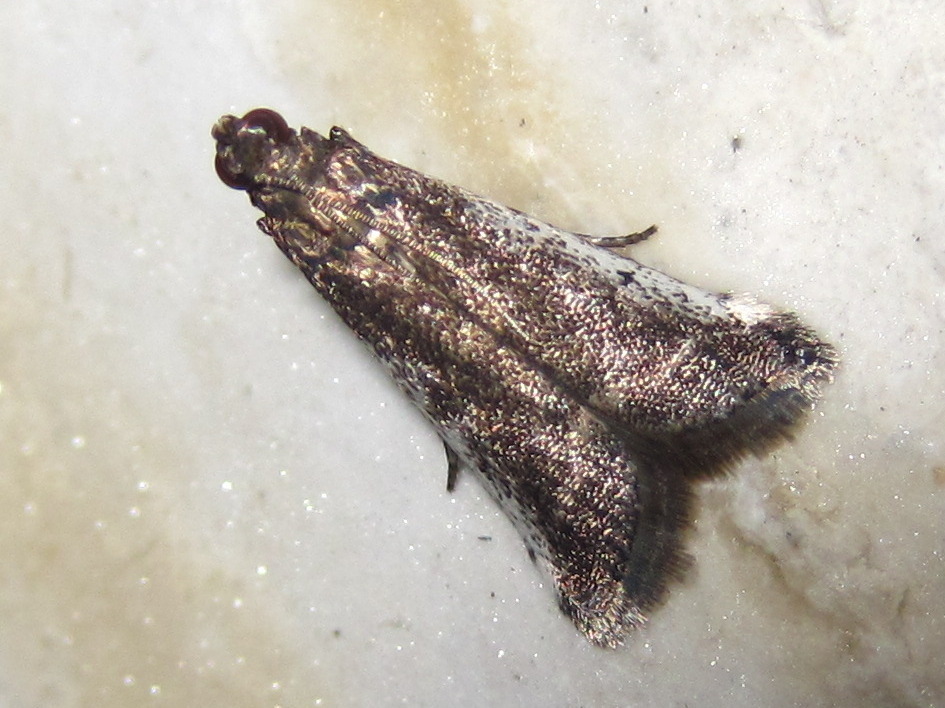 Assara inouei