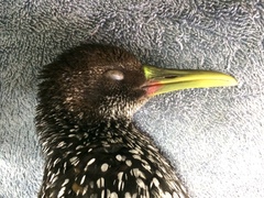 Pardirallus maculatus