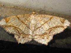 Chiasmia defixaria