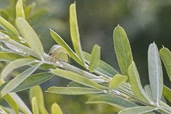 Spissistilus festinus