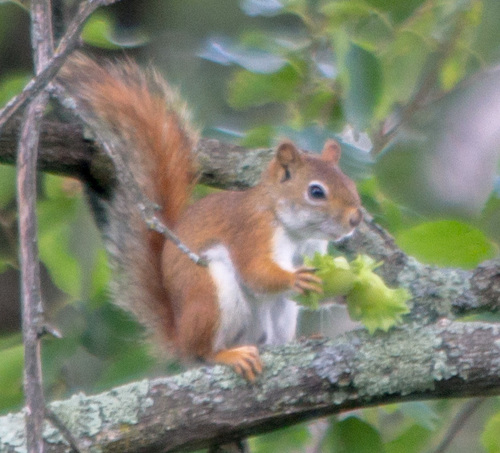 photo of American Red Squirrel (Tamiasciurus hudsonicus)