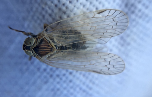 Pentastiridius leporinus