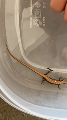 Elgaria multicarinata