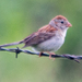 photo of Field Sparrow (Spizella pusilla)