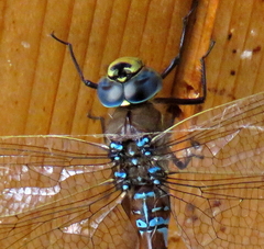 Aeshna interrupta