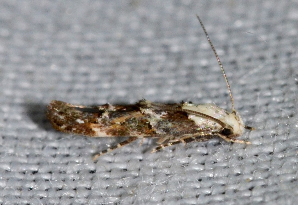 White-based Mompha