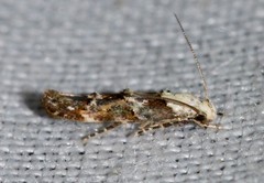 White-based Mompha
