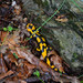 Salamandra salamandra salamandra - Photo (c) Stefano Giannotti, algunos derechos reservados (CC BY-NC)