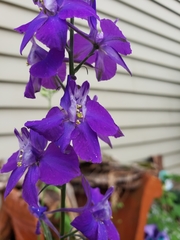 Delphinium consolida