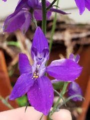 Delphinium consolida
