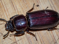 Pharochilus punctiger