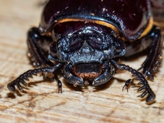 Pharochilus punctiger