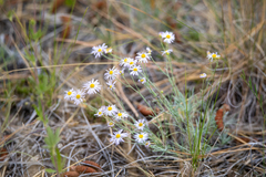 Erigeron filifolius