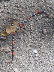 Micrurus dissoleucus melanogenys