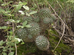 Mammillaria scrippsiana