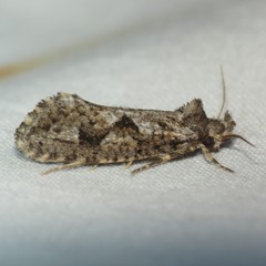 Acrolophus variabilis