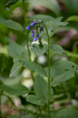 Mertensia paniculata borealis