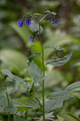Mertensia paniculata borealis