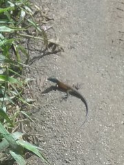 Cnemidophorus gaigei