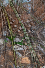 Lomandra multiflora multiflora