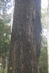 Eucalyptus sideroxylon