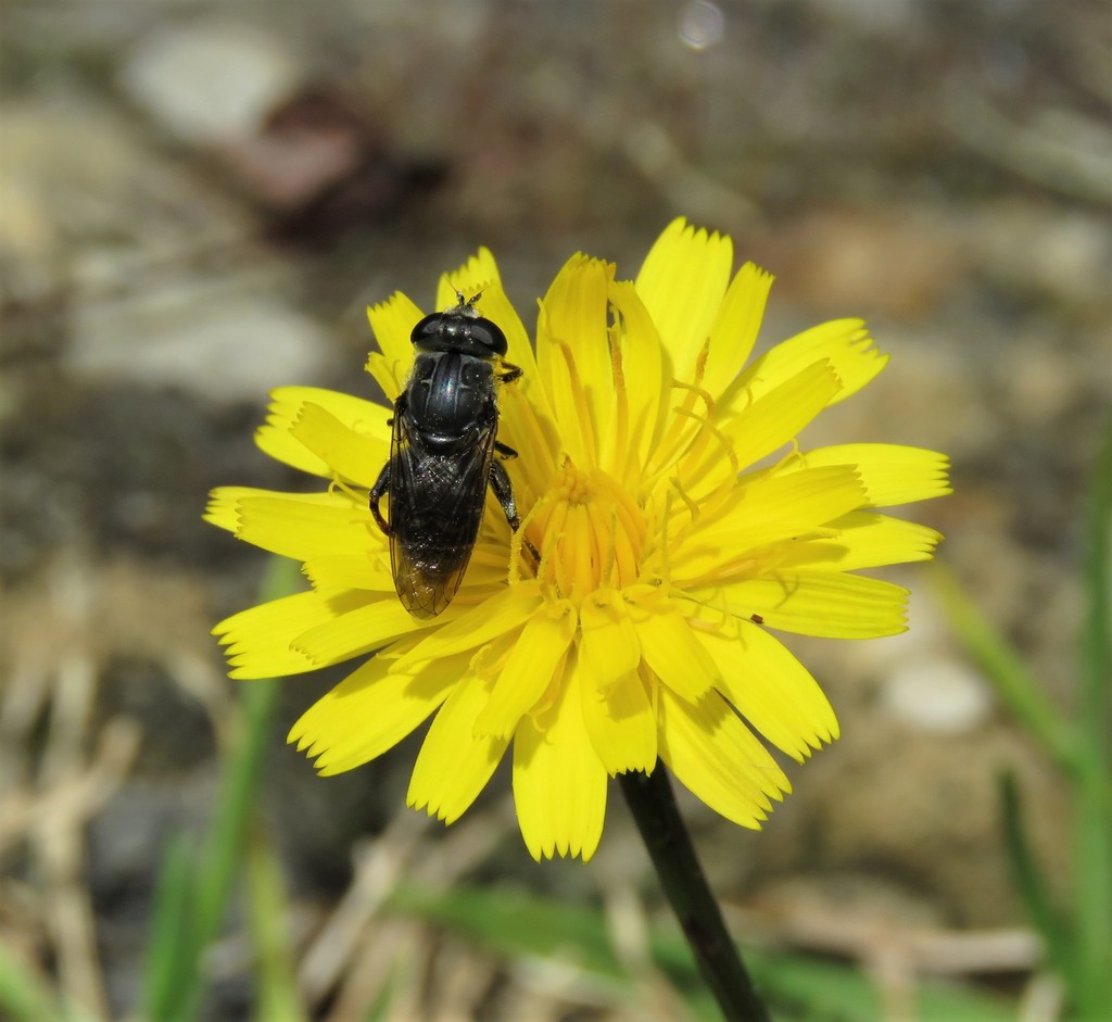 Asemosyrphus mexicanus