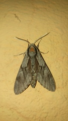 Sphinx maurorum