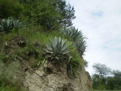Agave temacapulinensis