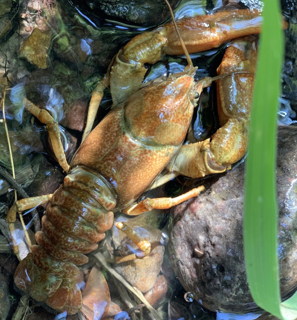 Pilose Crayfish