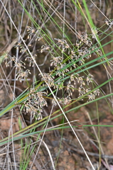 Lomandra multiflora multiflora