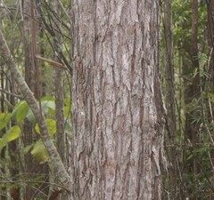 Eucalyptus acmenoides