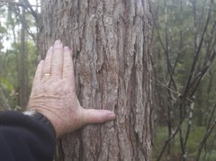Eucalyptus acmenoides