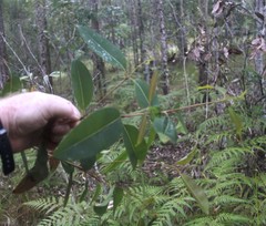 Eucalyptus acmenoides