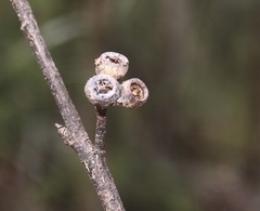 Eucalyptus acmenoides