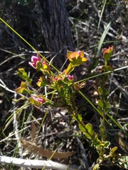 Boronia serrulata