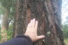 Eucalyptus sideroxylon