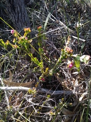 Boronia serrulata