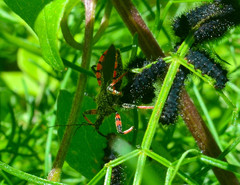 Rhynocoris annulatus