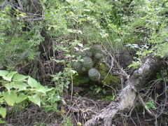 Mammillaria scrippsiana