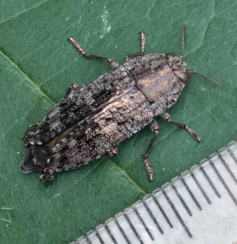 Dicerca obscura photo 3
