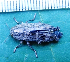 Dicerca obscura