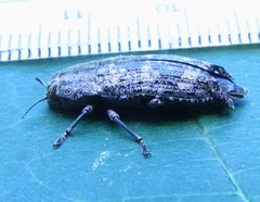 Dicerca obscura