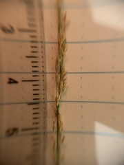 Sphenopholis intermedia