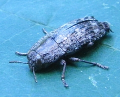 Dicerca obscura